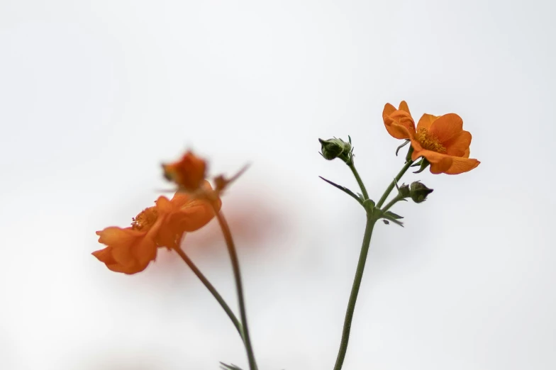 orange flowers sitting in a vase on a light blue background