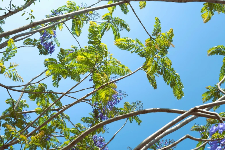 trees that have some green and blue flowers on them