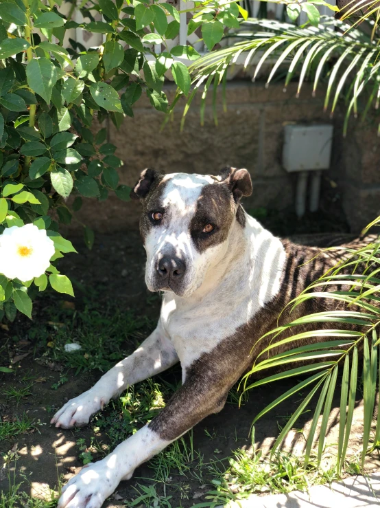 a dog sits and relaxes near some vegetation