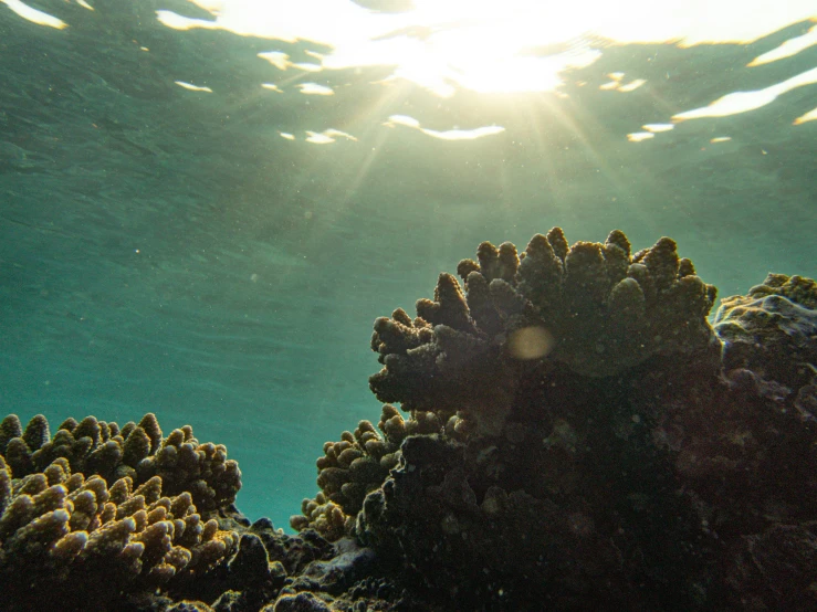 the sun shining on an ocean surface with the underwater view looking like corals