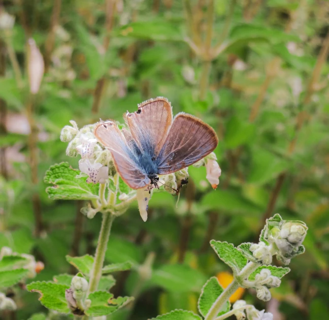 a blue and white erfly sitting on a plant