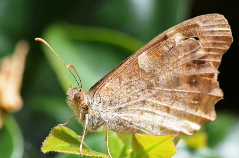 a small brown erfly with white wings on a leaf