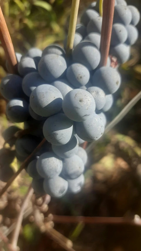 the clusters of gs are ripe, ready to be picked