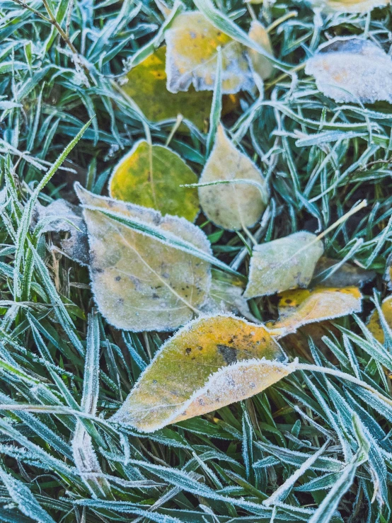 a frosted grass with leaf's and other foliage