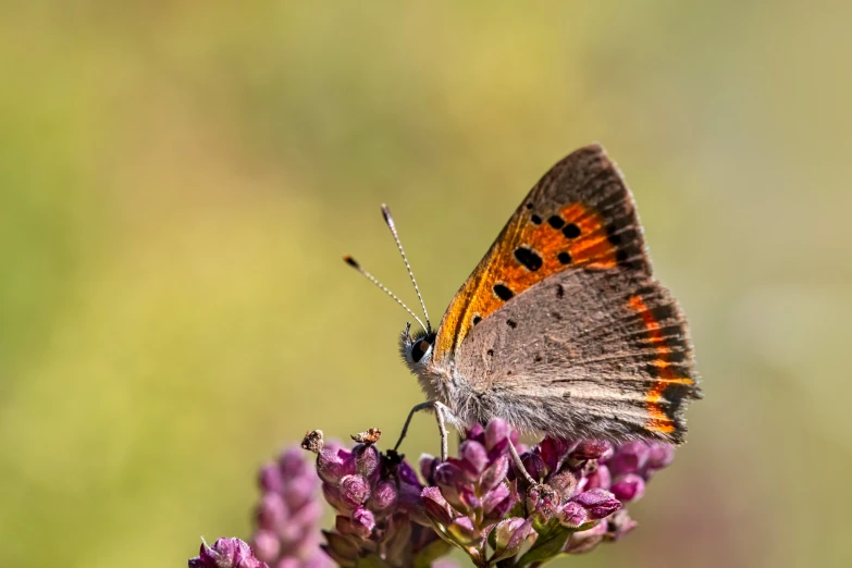 a small erfly sitting on top of purple flowers