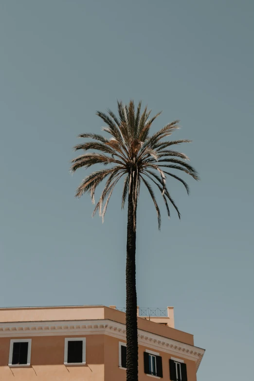 a palm tree is standing in front of a building