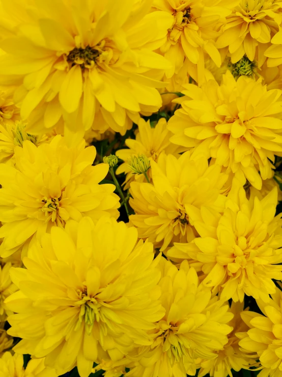 close up of flowers with small centers and very bright yellow petals