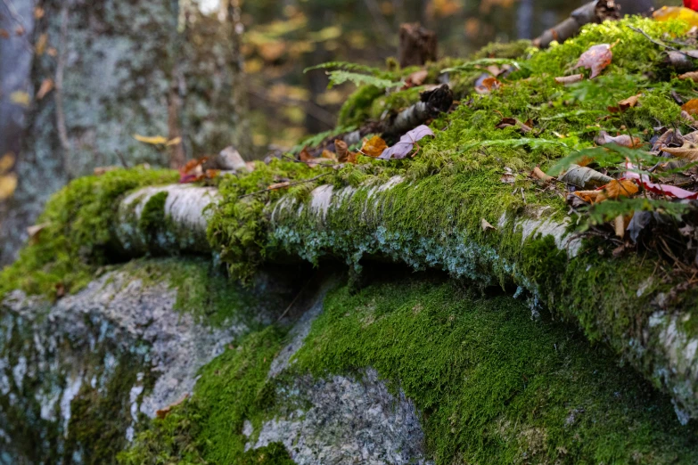 a mossy rock is covered with bright red and green leaves