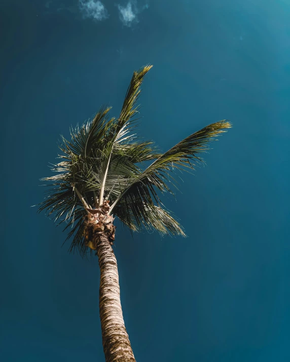 a tall palm tree against a blue sky