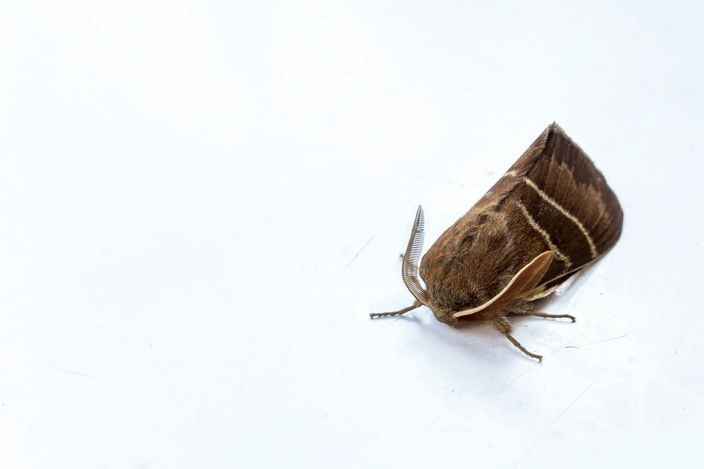 brown insect is laying on the white ground