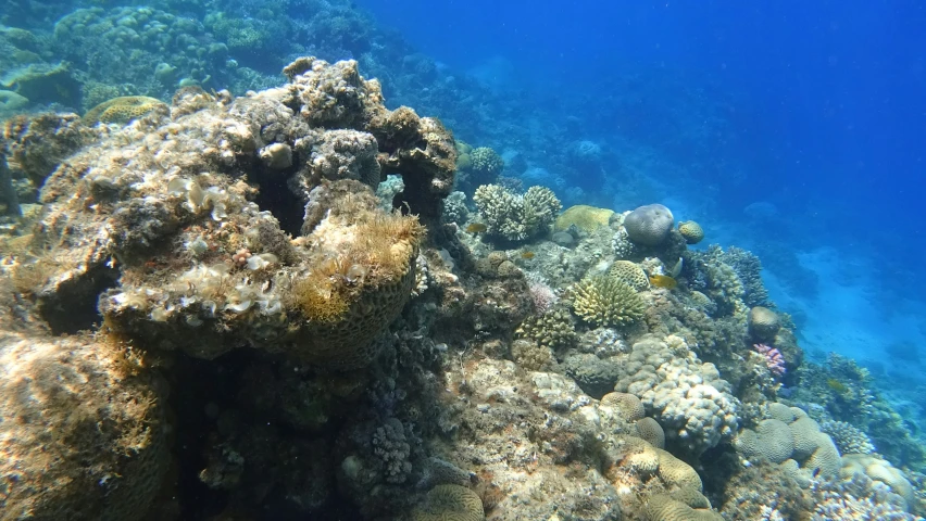 a large number of corals growing on the seabed