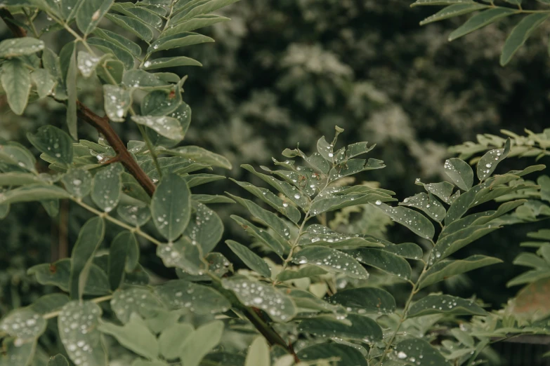 leaves covered in drops of water with a lot of greenery