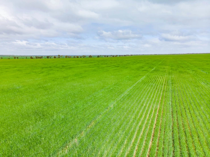 a lush green field with a sky background