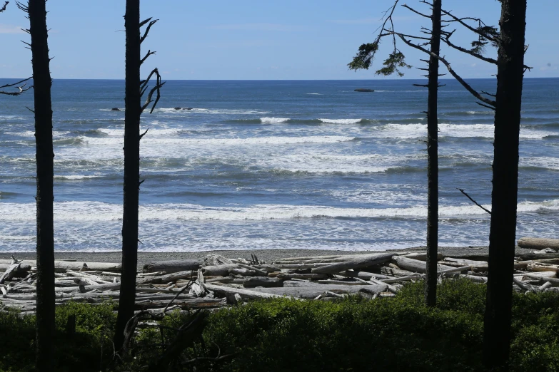 view from beach looking at ocean with waves and tree trunks