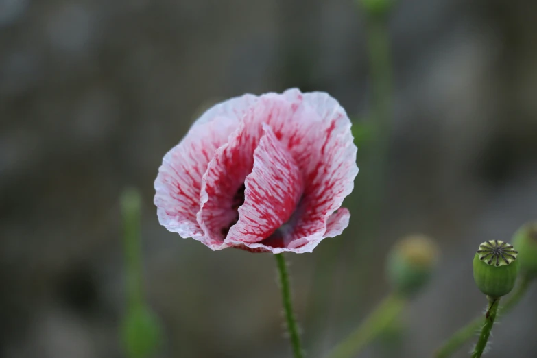 a pink flower sits in a field of green