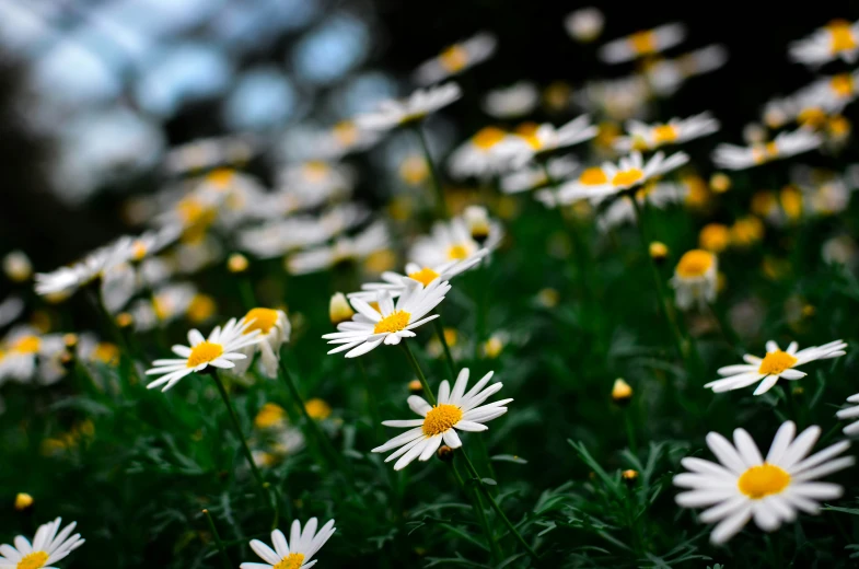 a group of daisies growing together in a field