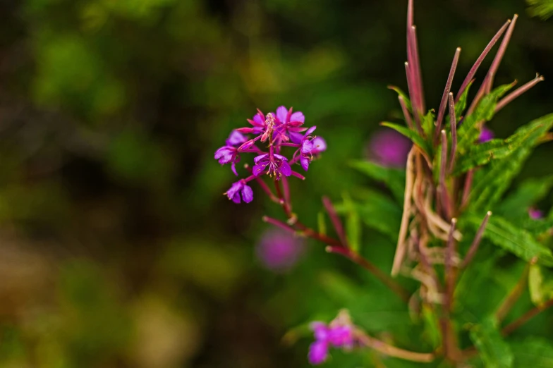 small, purple flowers with green leaves stand out among the foliage