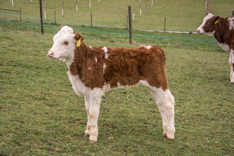 two brown and white cows standing on top of a lush green field