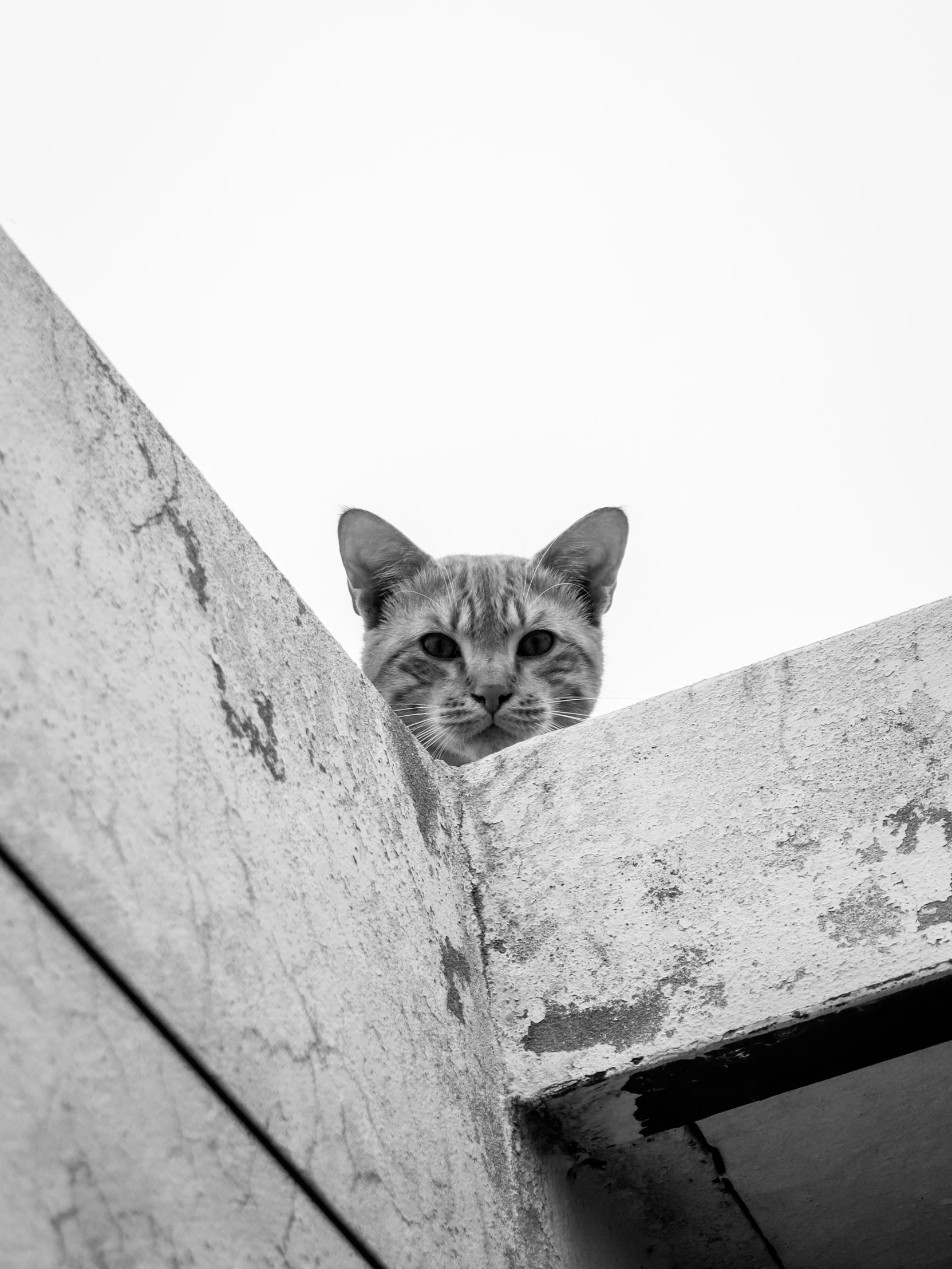 black and white image of cat peeking over cement wall