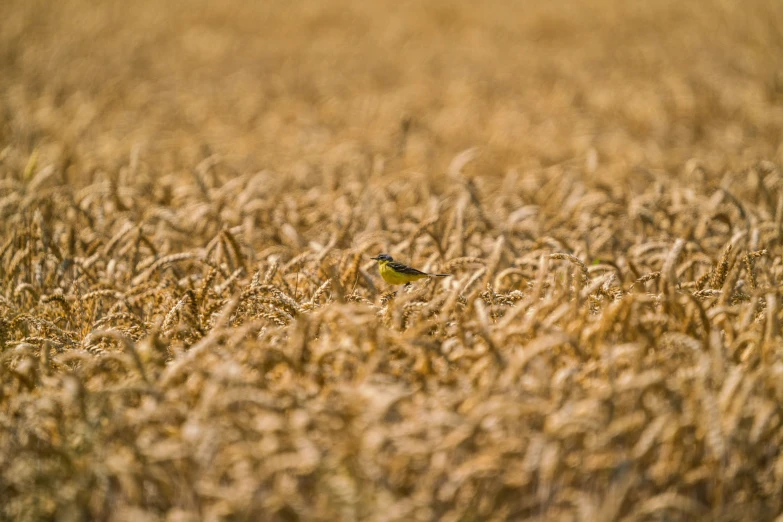 a small yellow bird sits in the middle of a corn field