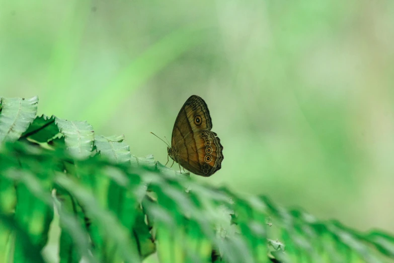 a erfly that is sitting on some leaves