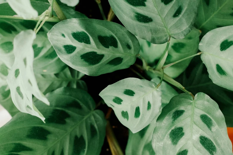 a green and white plant with many leaves