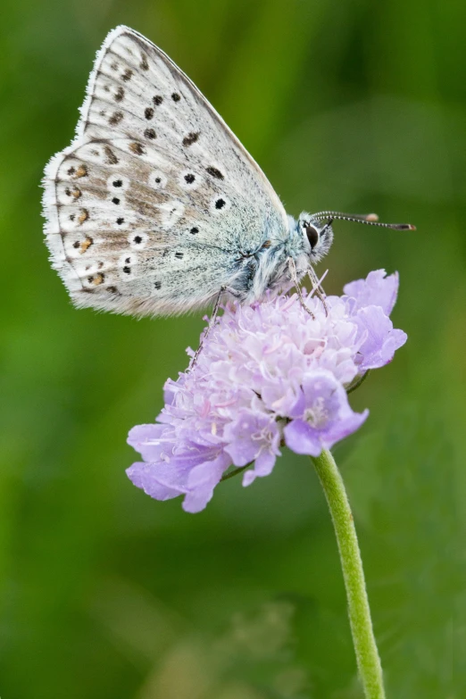 a blue and white erfly sitting on a pink flower