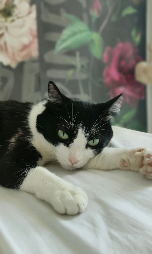 black and white cat laying on a white blanket