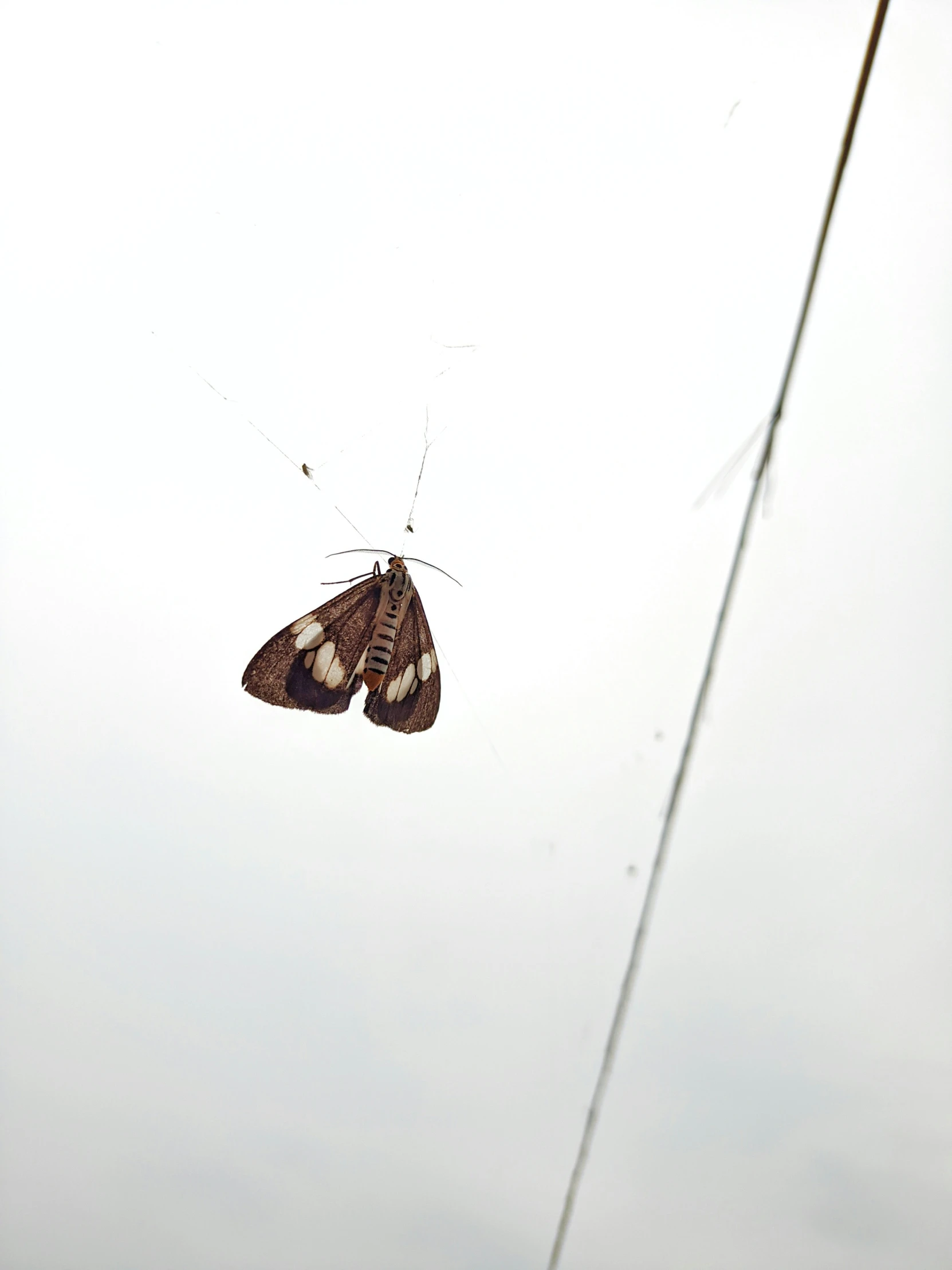 the erfly is sitting on a wire and looking down at the ground