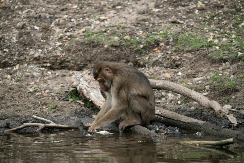 the monkey sits on the bank of the water