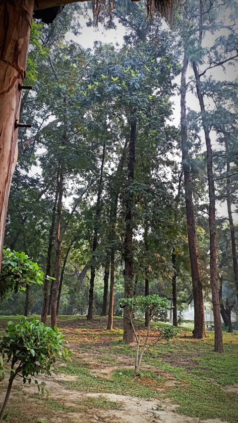 a group of large trees in the woods