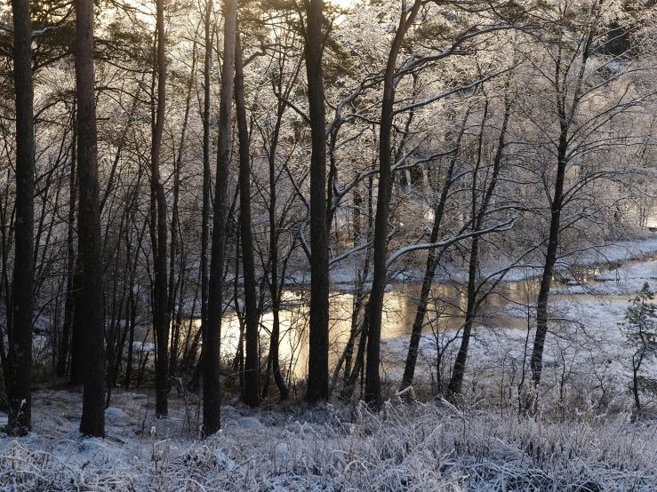 a snow covered field next to trees with a stream running through it