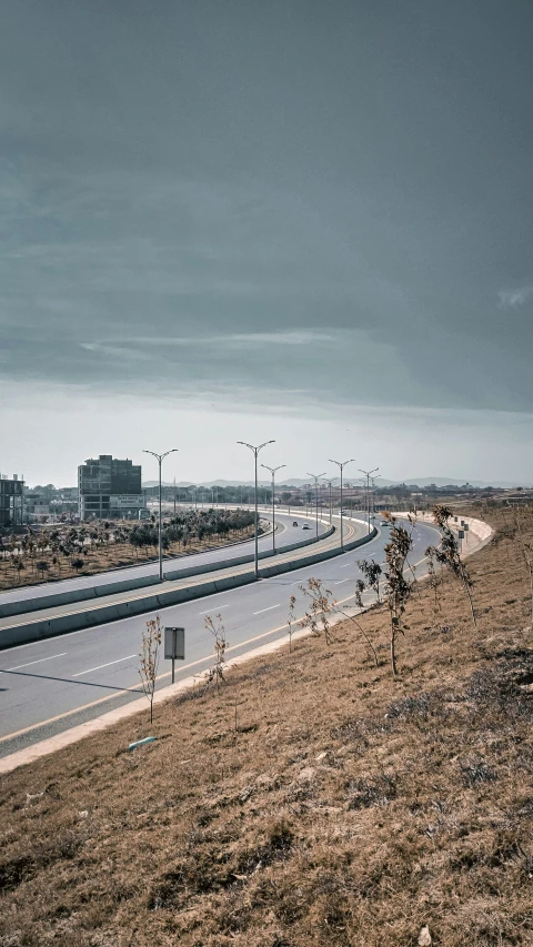 a cow is grazing along the side of a freeway