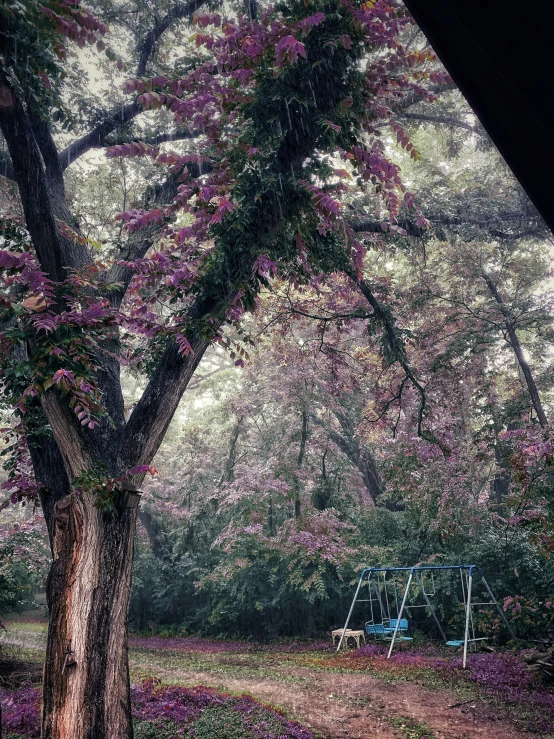 swing frame in the foreground surrounded by pink blooming trees