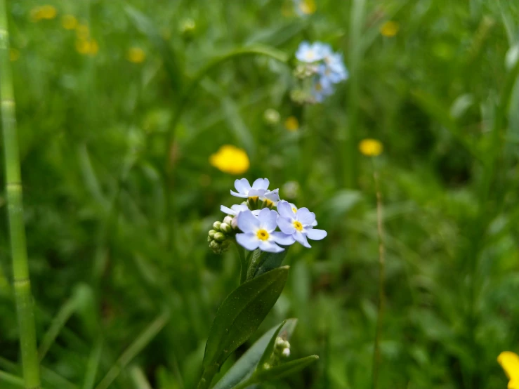 a small blue flower surrounded by yellow flowers