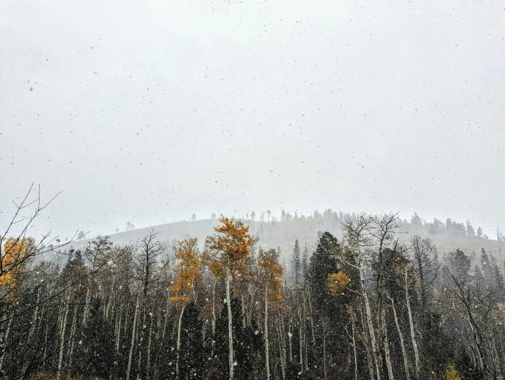 snow falling in the trees next to a tall mountain