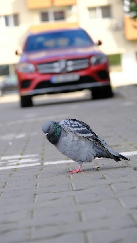 a bird sitting on the street next to a parked car