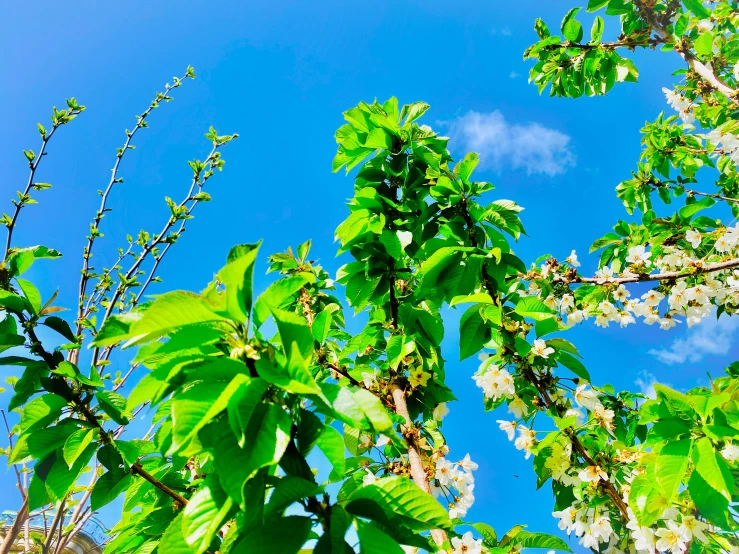 some leaves are on the tree against a blue sky