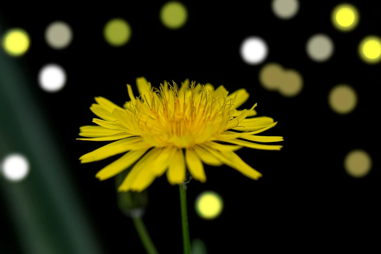 this is a dandelion on a black background