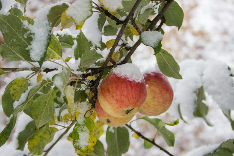the apples are still covered in snow on the tree