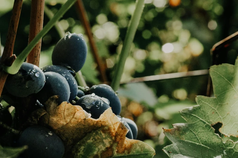 a cluster of gs sitting on a vine