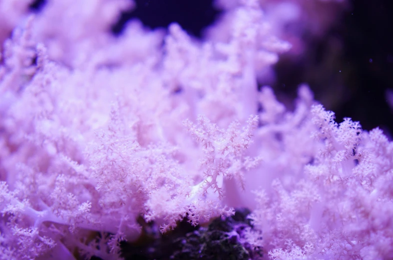 a pink coral with very thin nches under it