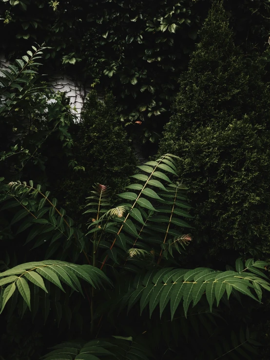 a bunch of green plants and some trees