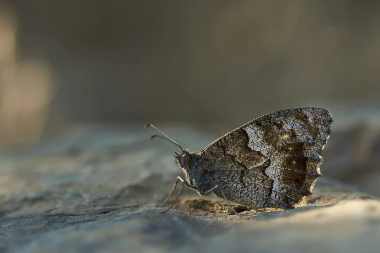 a dark grey moth resting on a white surface