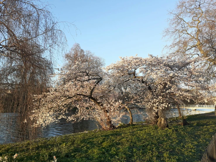 three cherry blossomed trees in a grassy field near a lake