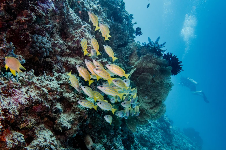 a group of fish swimming over a colorful reef