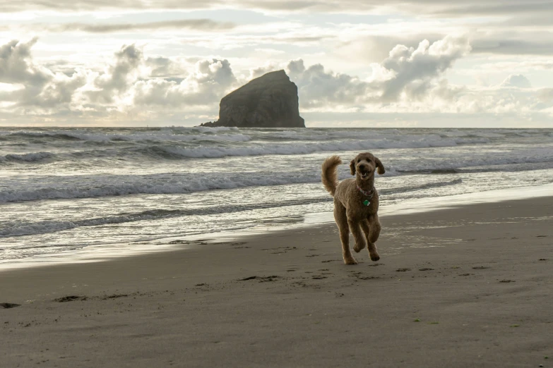 a dog running along the beach near water