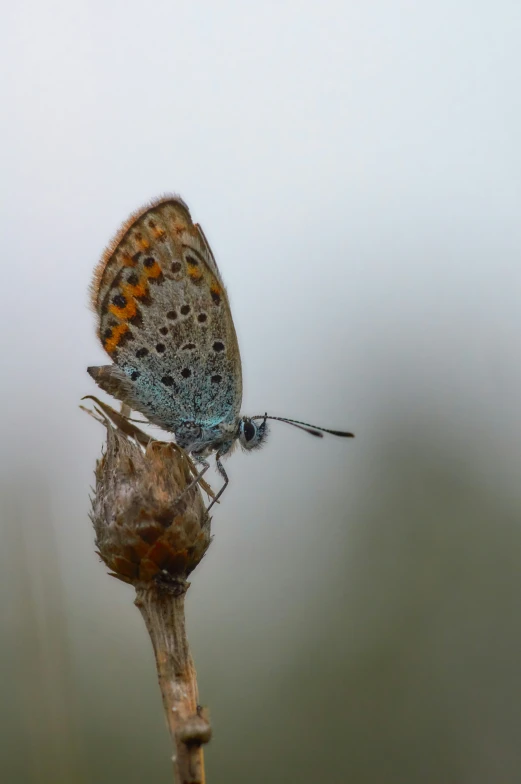 a blue and orange erfly perched on top of a small nch