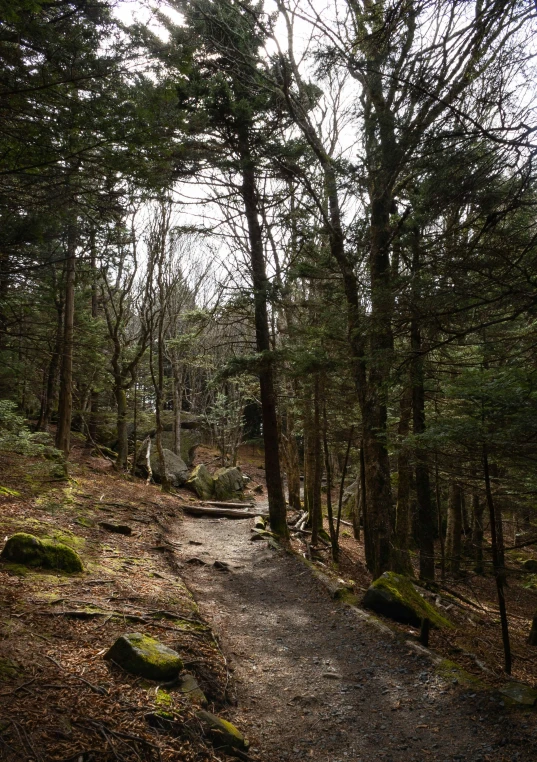 trail leading up hill covered in trees on overcast day