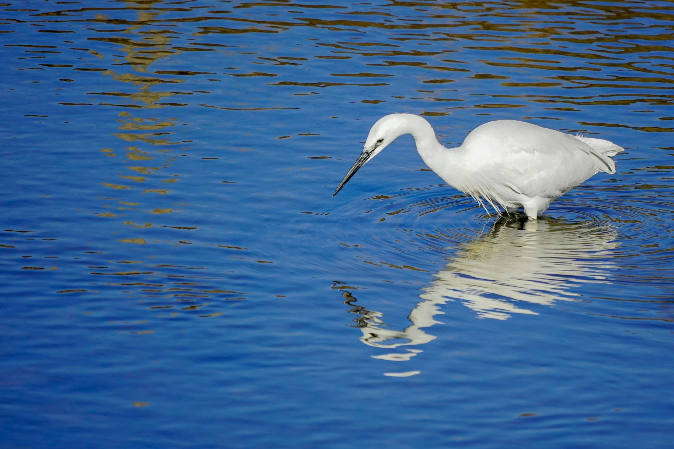 a white bird with its legs in the water